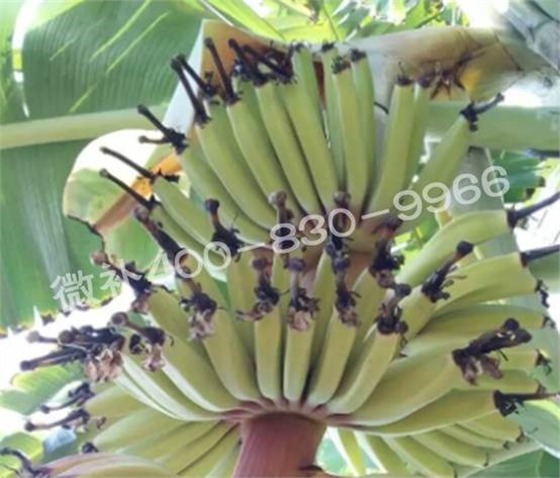 粉蕉抽蕾后如何施肥？