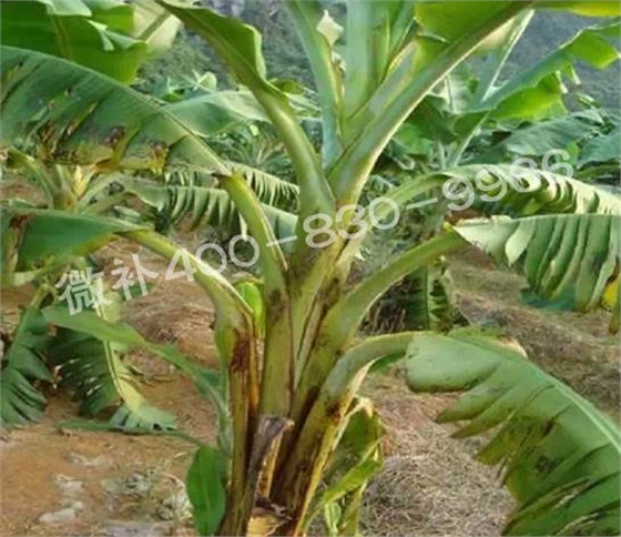 粉蕉抽蕾后如何施肥？